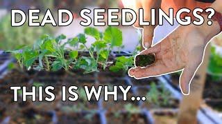 Seedling Success! How To Nurture & Transplant For A Better Garden