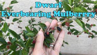 Dwarf Everbearing Mulberry