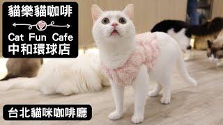 Meet Beautiful Cats at The Taiwanese Chain Cat Cafe️｜Catfuncafe Zhonghe Global, New Taipei City