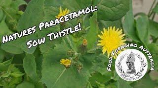 Natures Paracetamol: The Sow Thistle (Sonchus Oleraceus)