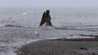 Alaskan female bear(sow) attacks a male bear(boar) for looking at her cubs.