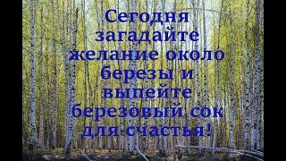 11 апреля Марков день. Праздник березы. Сегодня загадайте желание около березы!