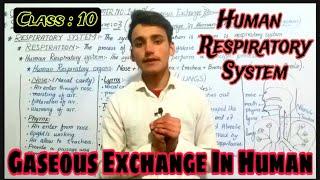 Human Respiratory System _|_ Gaseous Exchange In Human _|_ Class 10th BioLogy .