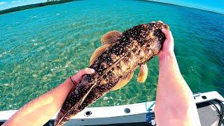 Fishing in Ultra Shallow Water (BIG FLATHEAD)