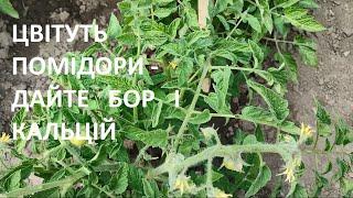 ДАЄМ КАЛЬЦІЙ ТА БОР В ПЕРІОД ЦВІТІННЯ  ОВОЧІВ - покращуєм урожайність