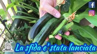 L’orto sul balcone produce anche zucchine verdi in vaso