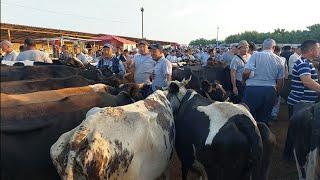 Shahidon mol bozori sigirlar va ģunajinlar narhlari bilan tanishing 9.07.2024yil