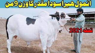 No One Beautiful Bull in Pakistan create Video By Chachh ke Rang Channel