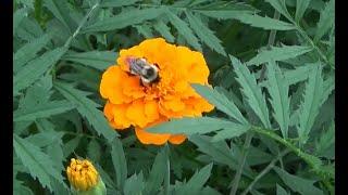 A Pollinator's Paradise - July 2023 Garden Tour