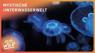 Unterwasser Doku zum Einschlafen | Real Wild Deutschland