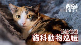 動物星天頻道 EP19《前進花蓮：貓科動物巡禮》 [4K] ｜流浪貓、台灣土狗、現代智人