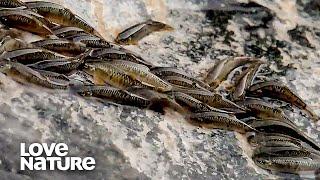 Incredible Fish Climbing Waterfalls With Their Mouths