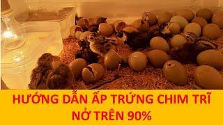 Cách ấp trứng chim trĩ NỞ TRÊN 90%