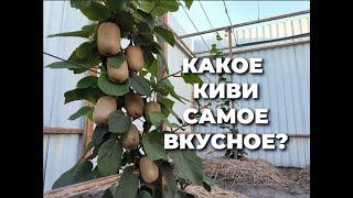 Хейворд - самое вкусное и известное киви!