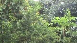 Птицы Панамы (Aves de Panama)
