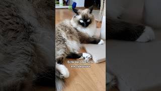 5 признаков, что ваша кошка вас боится 