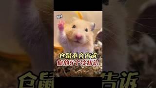 仓鼠不会告诉你的5个冷知识  #pets #宠物 #科学养宠攻略 #宠物医生 #萌宠百科