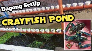 Bagong Set up sa Ating Crayfish Pond