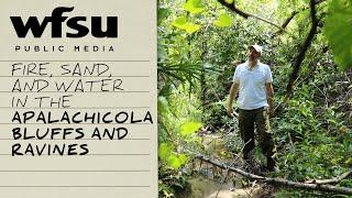 Fire, Sand, and Water in the Apalachicola Bluffs and Ravines