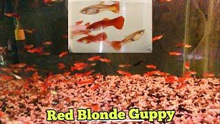 Red Blonde Guppy Fish tank