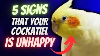 5 Signs That Your Cockatiel is UNHAPPY