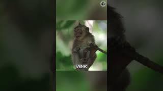 Monkeys  Interesting Facts You Never Heard  #shorts #monkeys #animalfacts #animalshorts