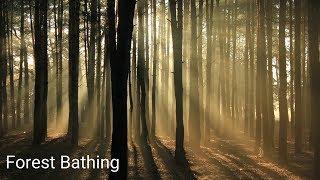 Forest Bathing | The Miraculous Healing Power of Nature [4k]