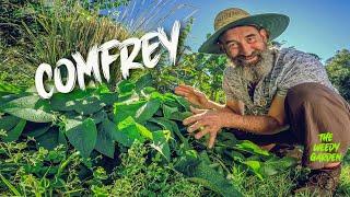 WHY COMFREY IS A MIRACLE PLANT