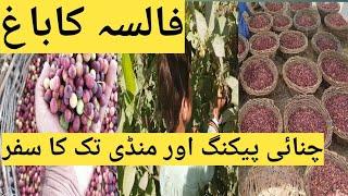 visit to falsa(grewia ascitica) garden  ||MBk fun &vlog