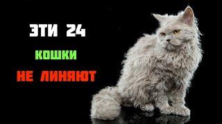 ТОП 24 пород кошек, которые не линяют