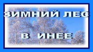 Зимний лес в инее – красивые зимние пейзажи леса