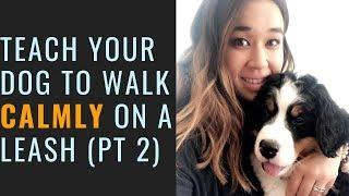 How To Train Your Dog To Walk On A Leash Without Pulling (Part 2)