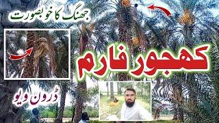 Jhang Dates Farm | Dates Farm Jhang | Khajoor Farm jhang | Part 1 جھنگResearch@JSJhangStudio