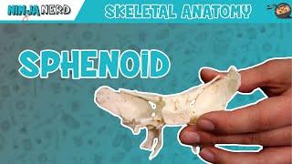 Sphenoid Bone Anatomy