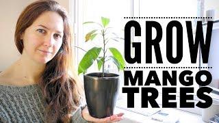 Mango Tree: The Ultimate Guide to Growing Mangoes from Seed