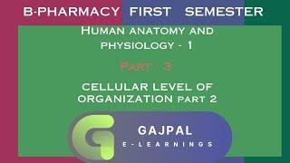 cellular level of organization anatomy and physiology b pharmacy |cell junction.