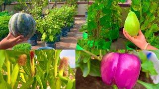 Best 15 Vegetables To Grow In July Month // Best Rainy Season Vegetables To Grow At Home Garden