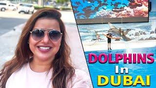  Dolphins in Dubai | DUBAI Diaries - Part 3 | The World of Madhu Sharma