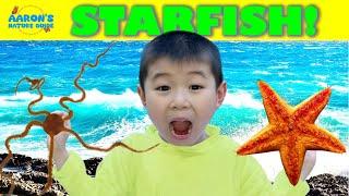 KIDS!SECRETS of STARFISH: 5 Fun Facts | I Found a BRITTLE STAR! | EDUCATIONAL KIDS NATURE SHOW