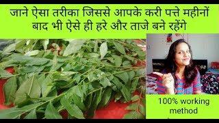 करी पत्ते को महीनो तक हरा और ताजा रखने का अनोखा तरीका/how to store curry leaves fresh for 1 month