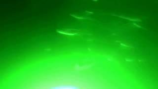 Go Pro Underwater footage of the Green Blob Underwater Fishing Light in Action!