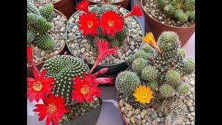 Rebutia krainziana! A beautiful cacti from South America #ClumpingCactus - Episode 53