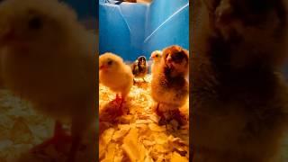 CUTE CHICKS!  #chickens #funny #music #maccustoms #shorts #chicks #chicksdancing #homesteading