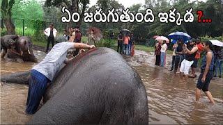 ఏం జరుగుతుంది ఇక్కడ ?... || What happens here ?... | elephants | ఏనుగు | chepur | chepur traveller