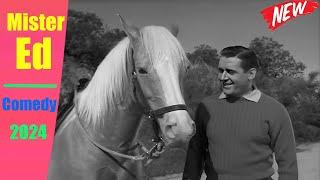 Mister Ed New 2024   A Man for Velma  Best Mister Ed Comedy Series 2024