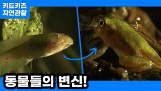 [자연관찰] 동물들의 변신!ㅣ키드키즈ㅣ유아동화ㅣ어린이동화ㅣ자연동화ㅣ유치원동화ㅣ어린이집동화ㅣ동물동화