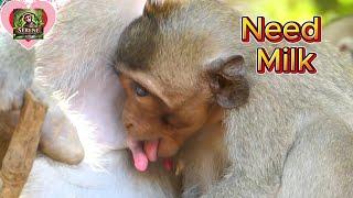 Hungry monkey trying to persuade mom for getting more milk