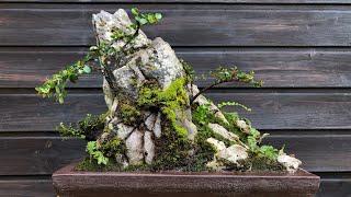 Mountain crevice miniature landscape rejuvenation