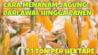 CARA MENANAM JAGUNG : DARI AWAL HINGGA PANEN JAGUNG. PANEN JAGUNG PAKAN CAPAI 7,1 TON PER HEKTARE