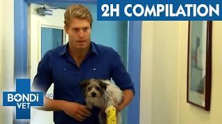 Bondi Vet's Wildest Cases Back to Back! - 2 Hour Marathon